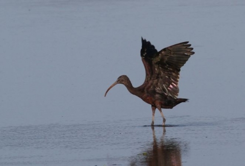 ibis falcinelle 1.jpg