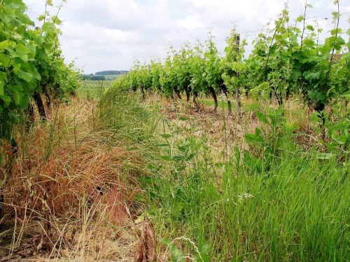 vignes envahies herbes_1.jpg