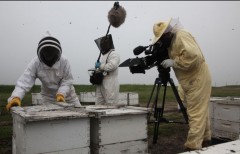 apiculture,abeilles,pesticide,pollinisation,épidémie,documentaire,film,disparition