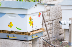 apiculture,abeille,balance connectée,invention