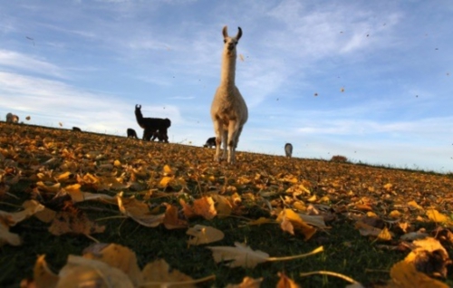 lamas-remplacent-les-tondeuses-autour-d-un-IUT-de-l-Aude_article_popin.jpg
