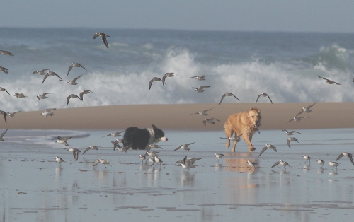 chien oiseaux plage.jpg