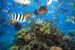 barrière de corail,site menacé,prix,monétarisation,réchauffement climatique