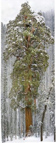 sequoia entier.jpg
