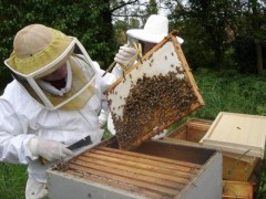 pesticides,abeilles,apiculture,étude,mortalité,europe,france