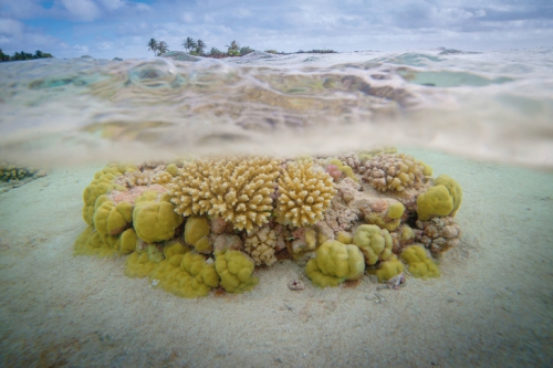 corail,réchauffement climatique,bonne nouvelle